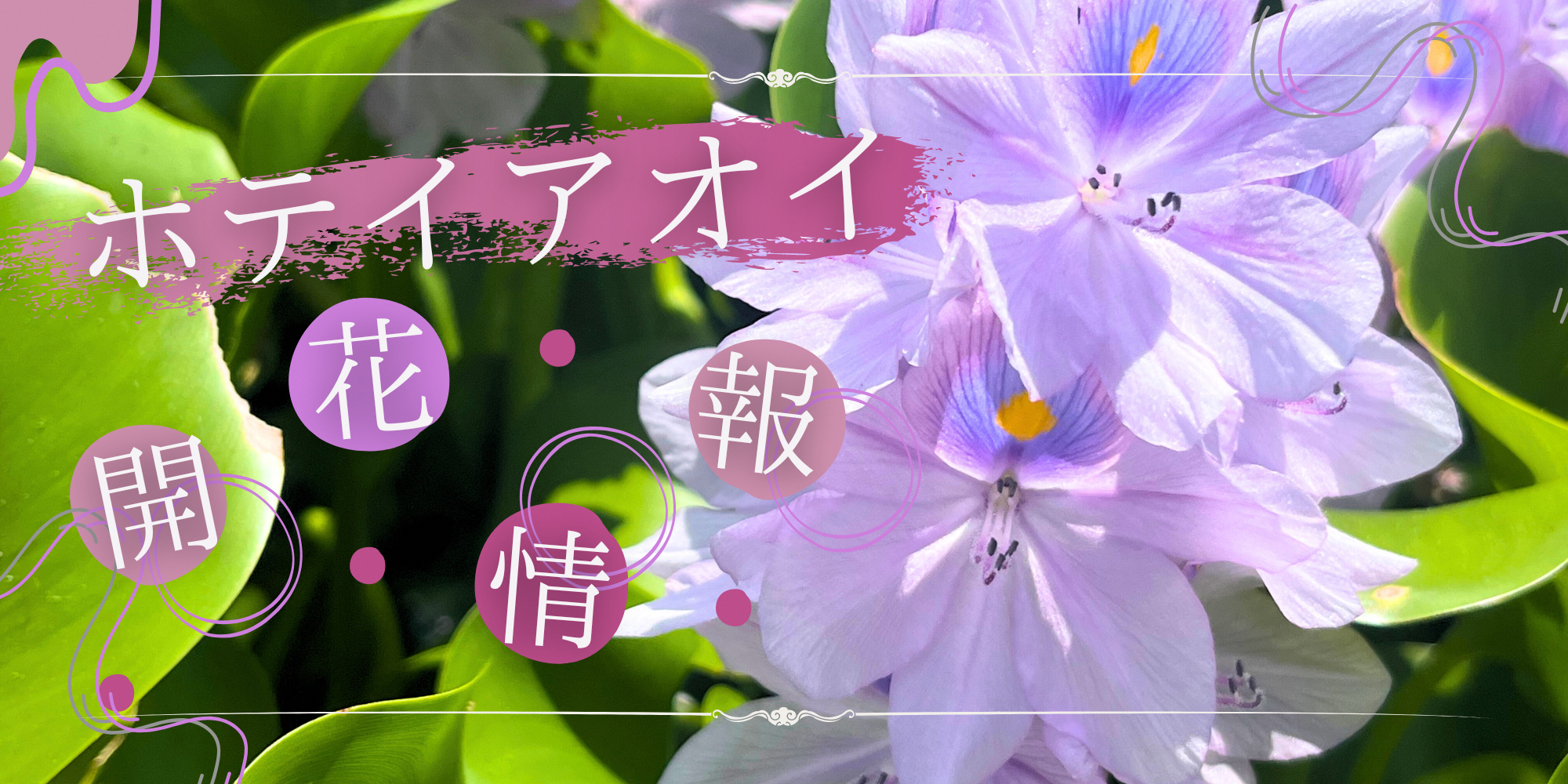 ホテイアオイ開花条項