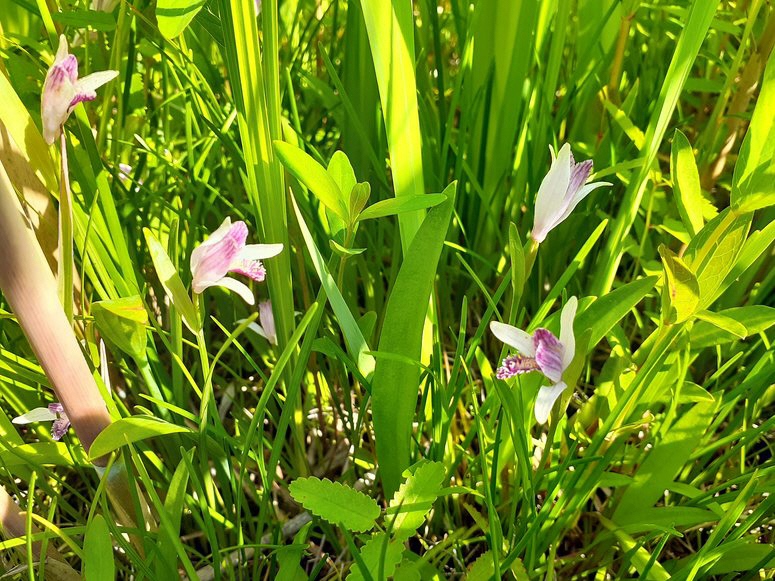 2026年5月25日トキソウ開花状況