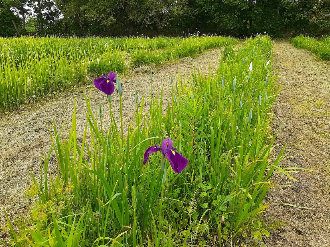 令和7年5月27日(火曜日)ハナショウブ
