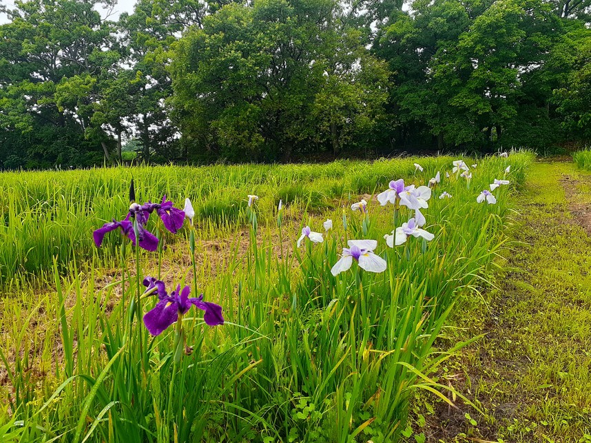 令和7年6月3日撮影ハナショウブ