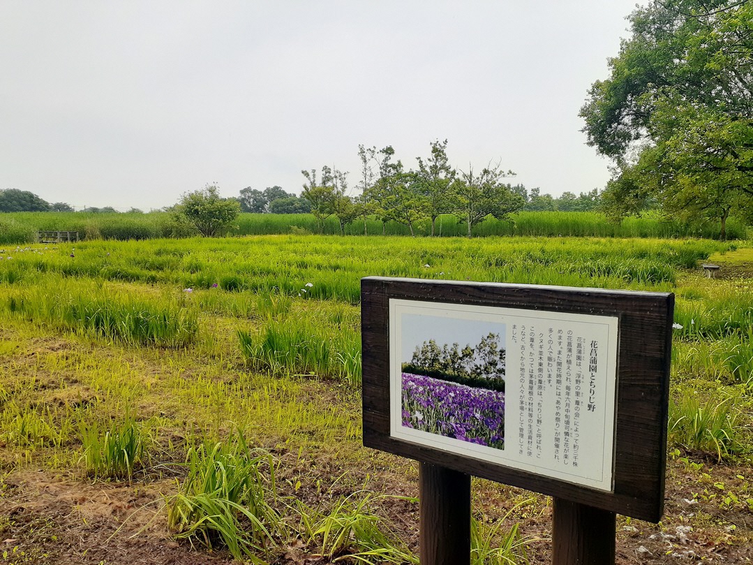 令和7年6月3日撮影ハナショウブ