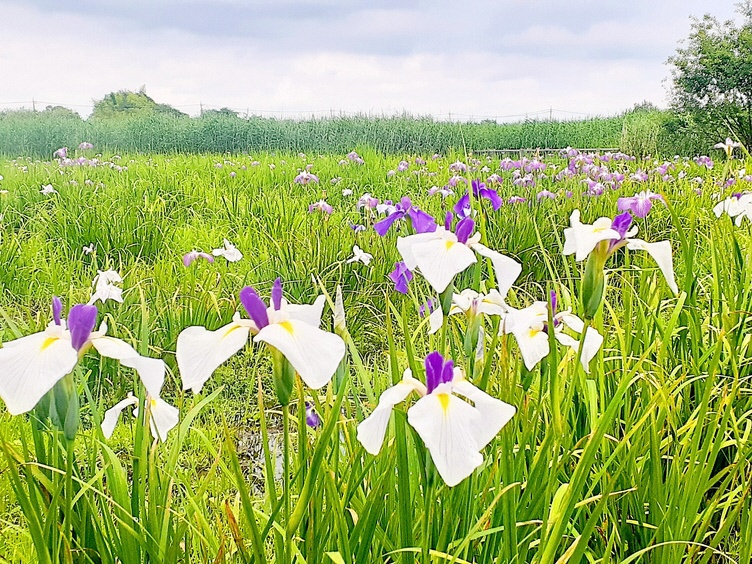 令和7年6月15日(日曜日)ハナショウブ