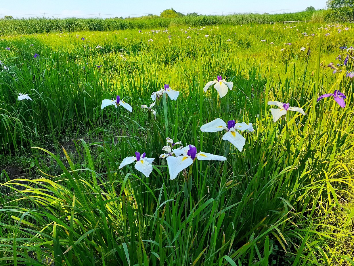 令和7年6月17日(火曜日)ハナショウブ