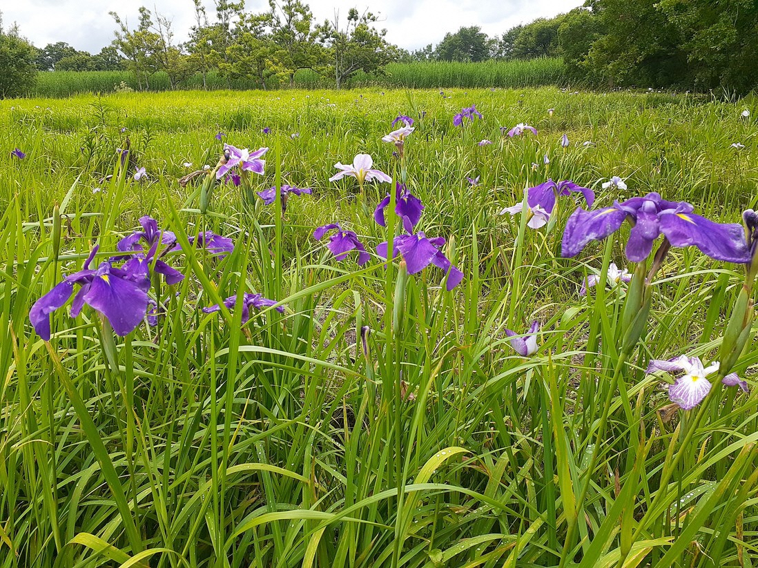 令和8年6月15日(月曜日)ハナショウブ