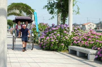 紫陽花ロードを進む、人力車の写真