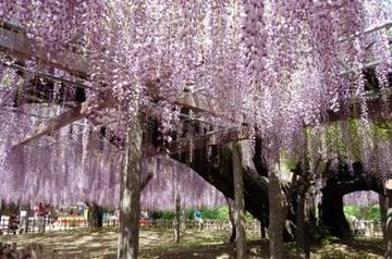 満開の藤の花の写真