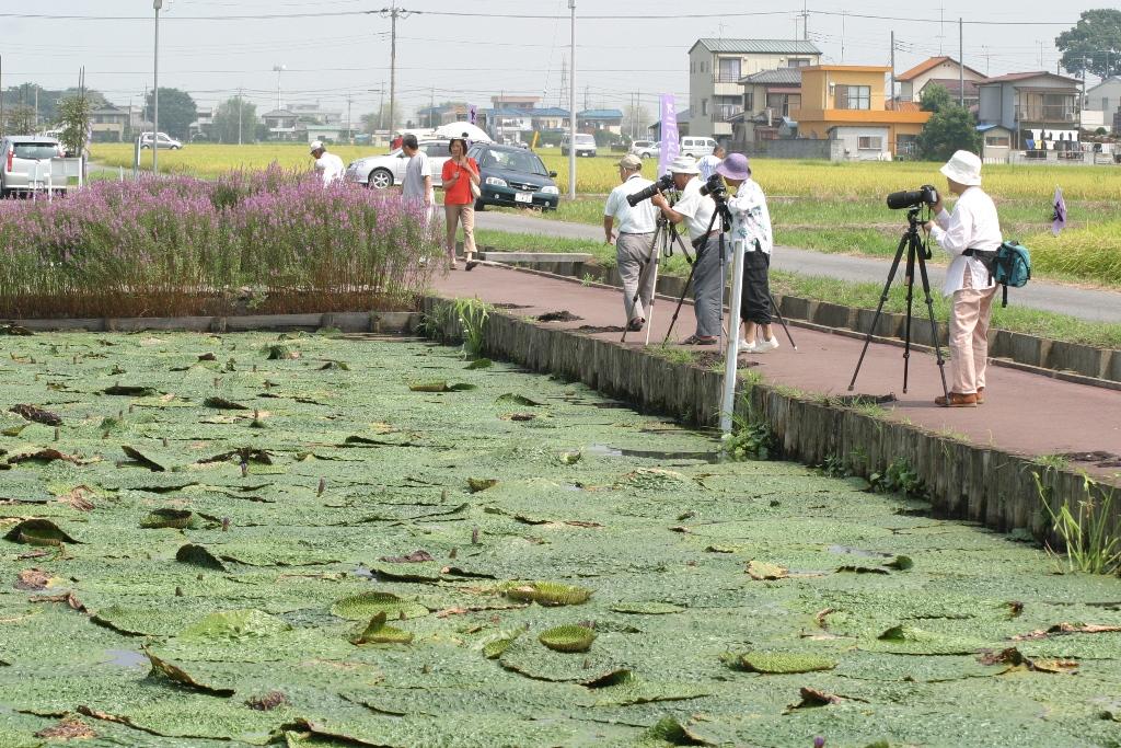 オニバスフェスタ（8月）の写真