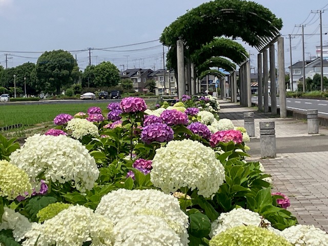 玉敷公園内の様子