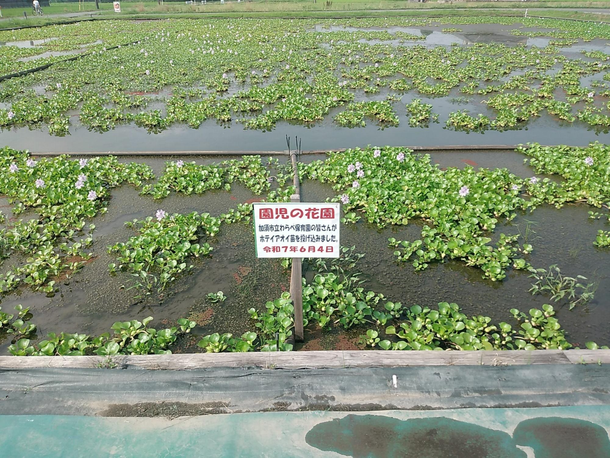 園児の花園