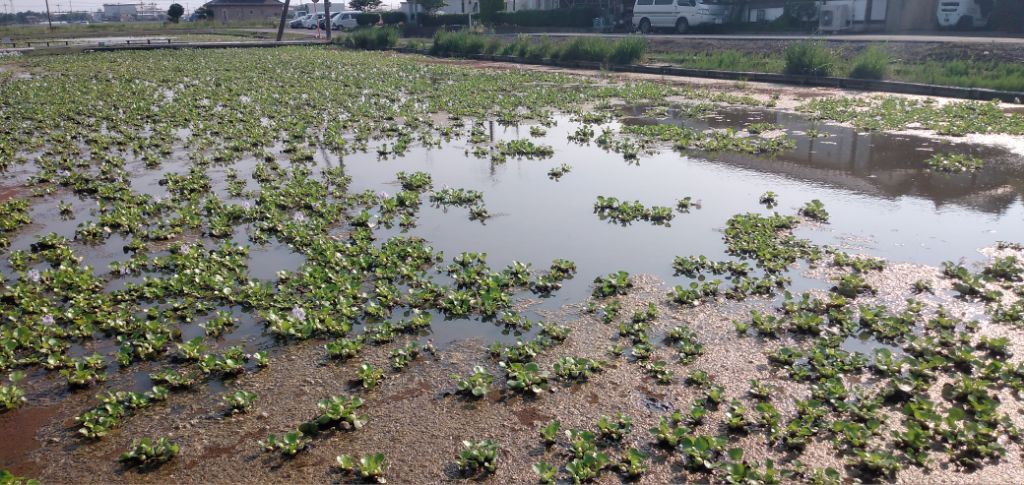 圃場にひろがるホテイアオイ