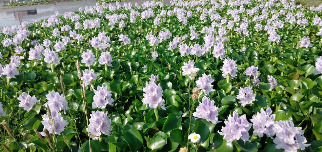 多くの花を咲かせるホテイアオイ