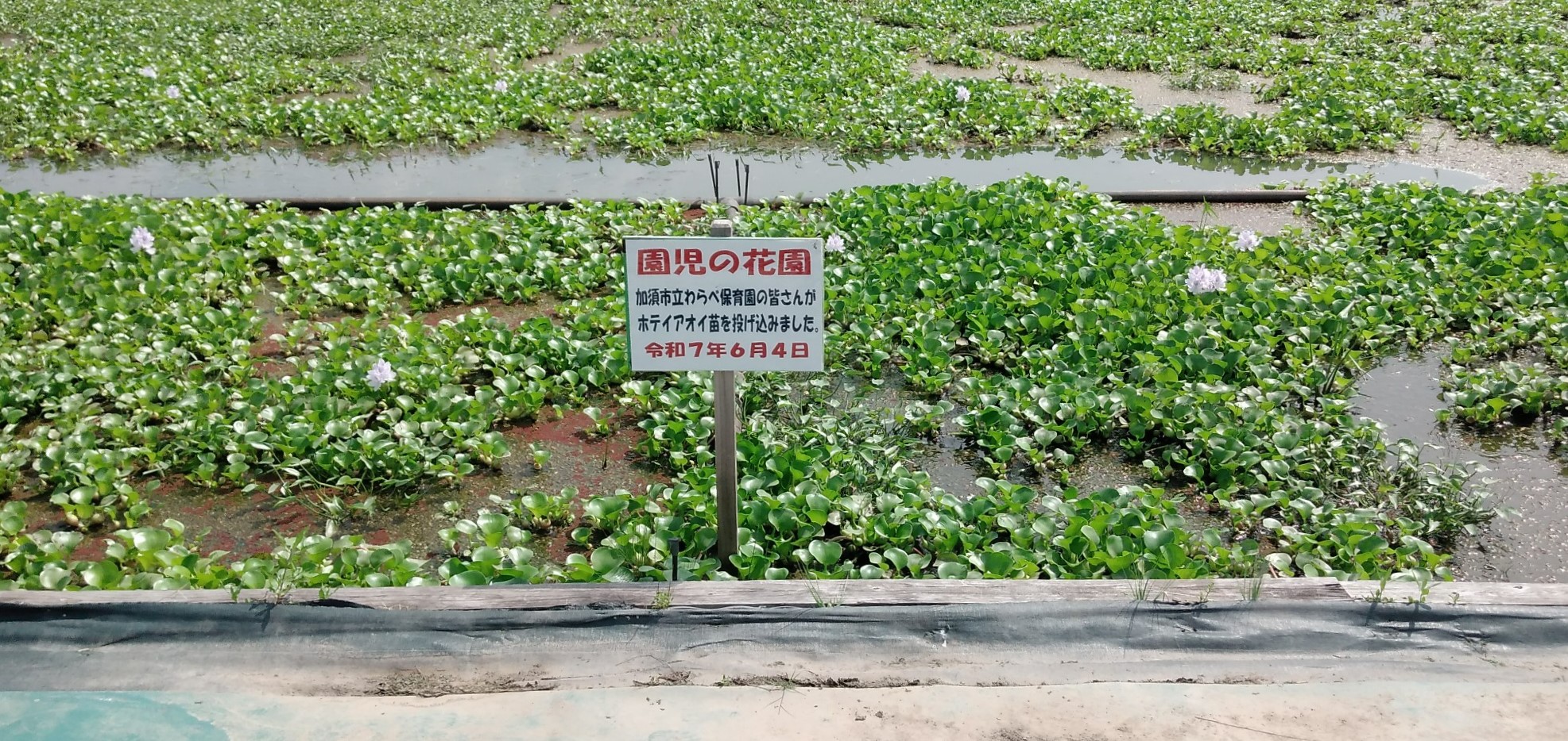 7月10日の園児の花園