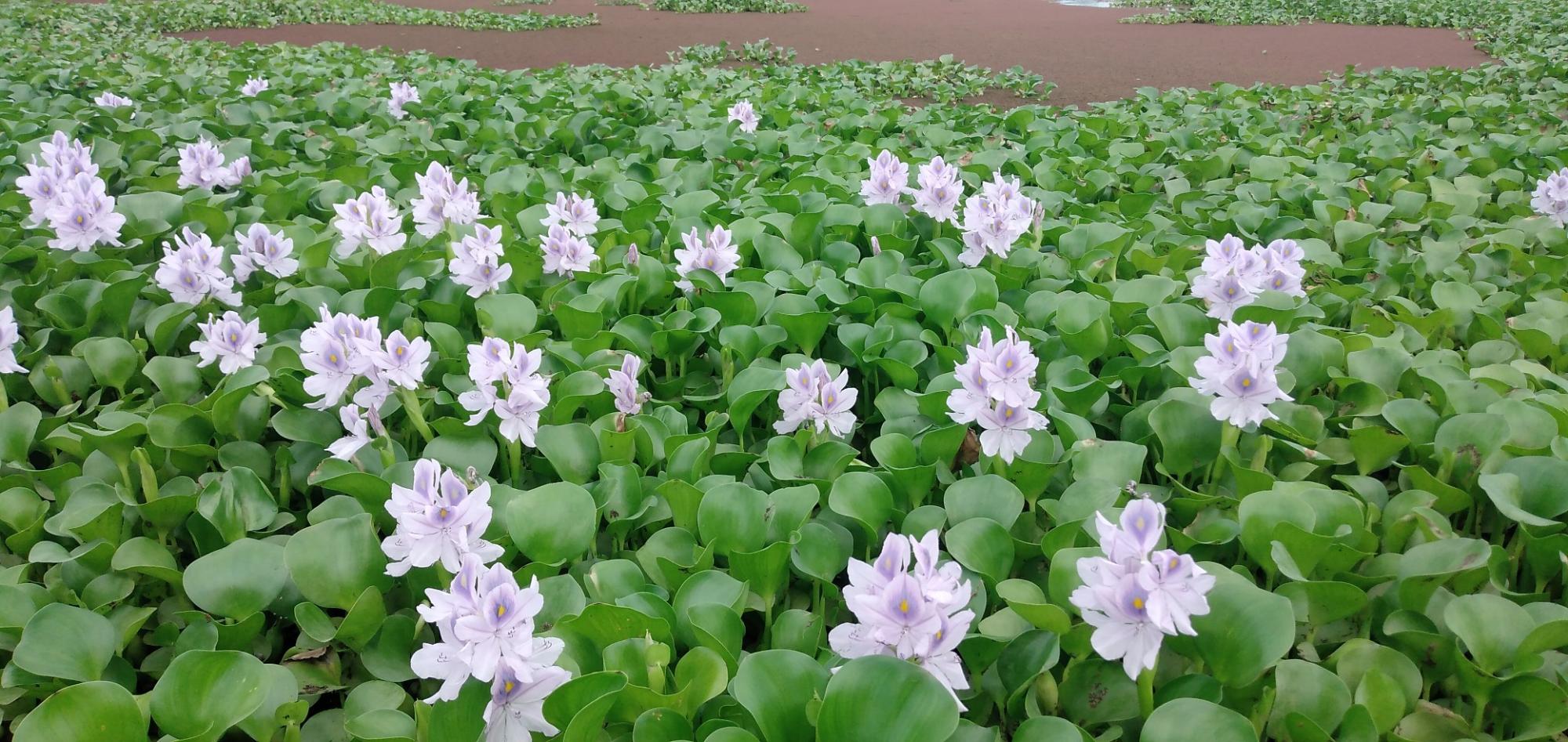 風に揺れるホテイアオイの花
