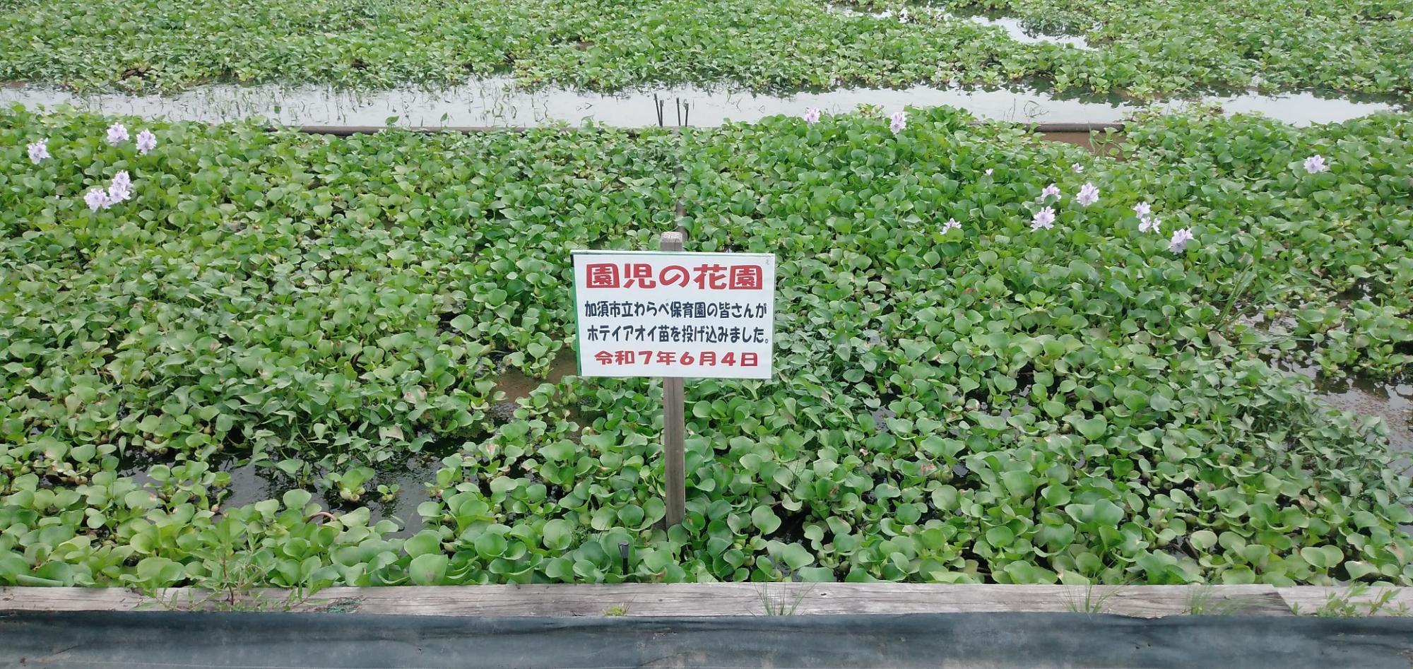 7月17日の園児の花園