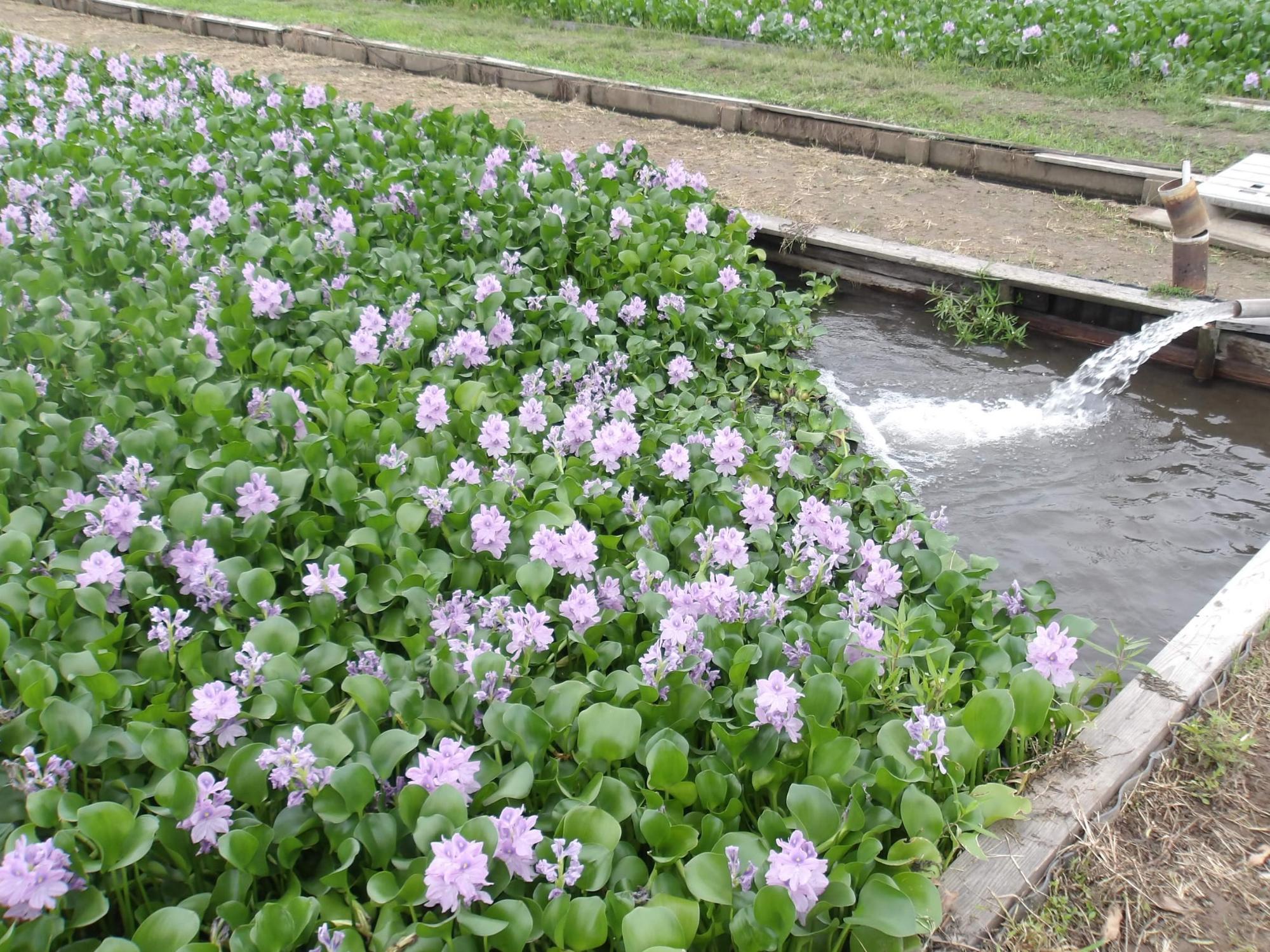 ホテイアオイの圃場に水を注ぐ