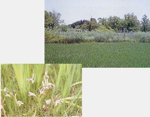 加須の浮野とその植物の写真