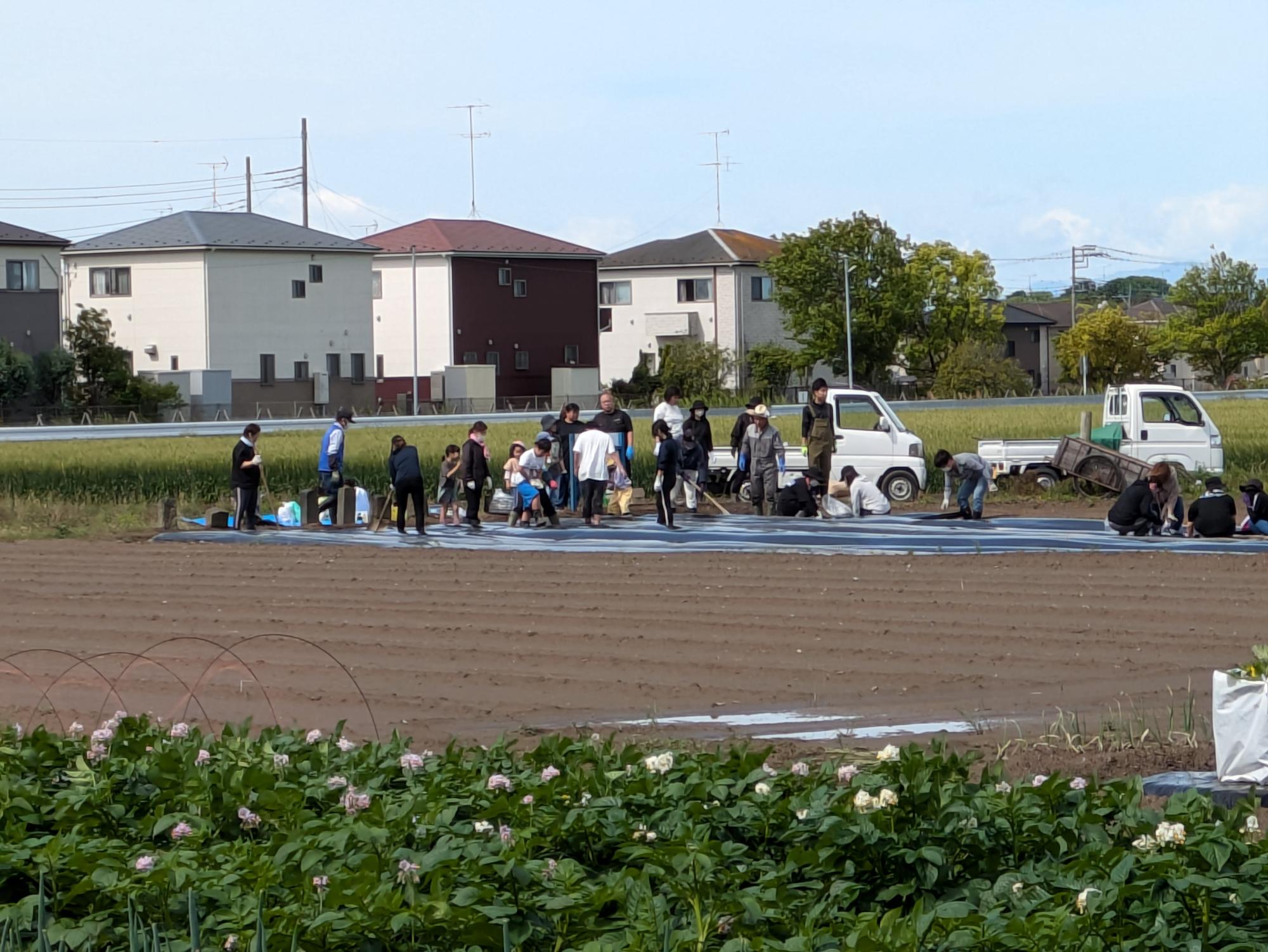 R7さつまいもマルチ張り1