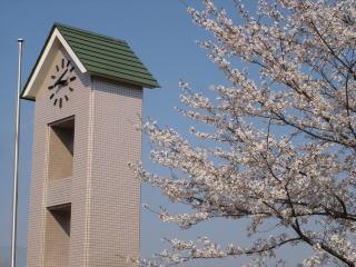 元和小学校の時計塔と桜の写真