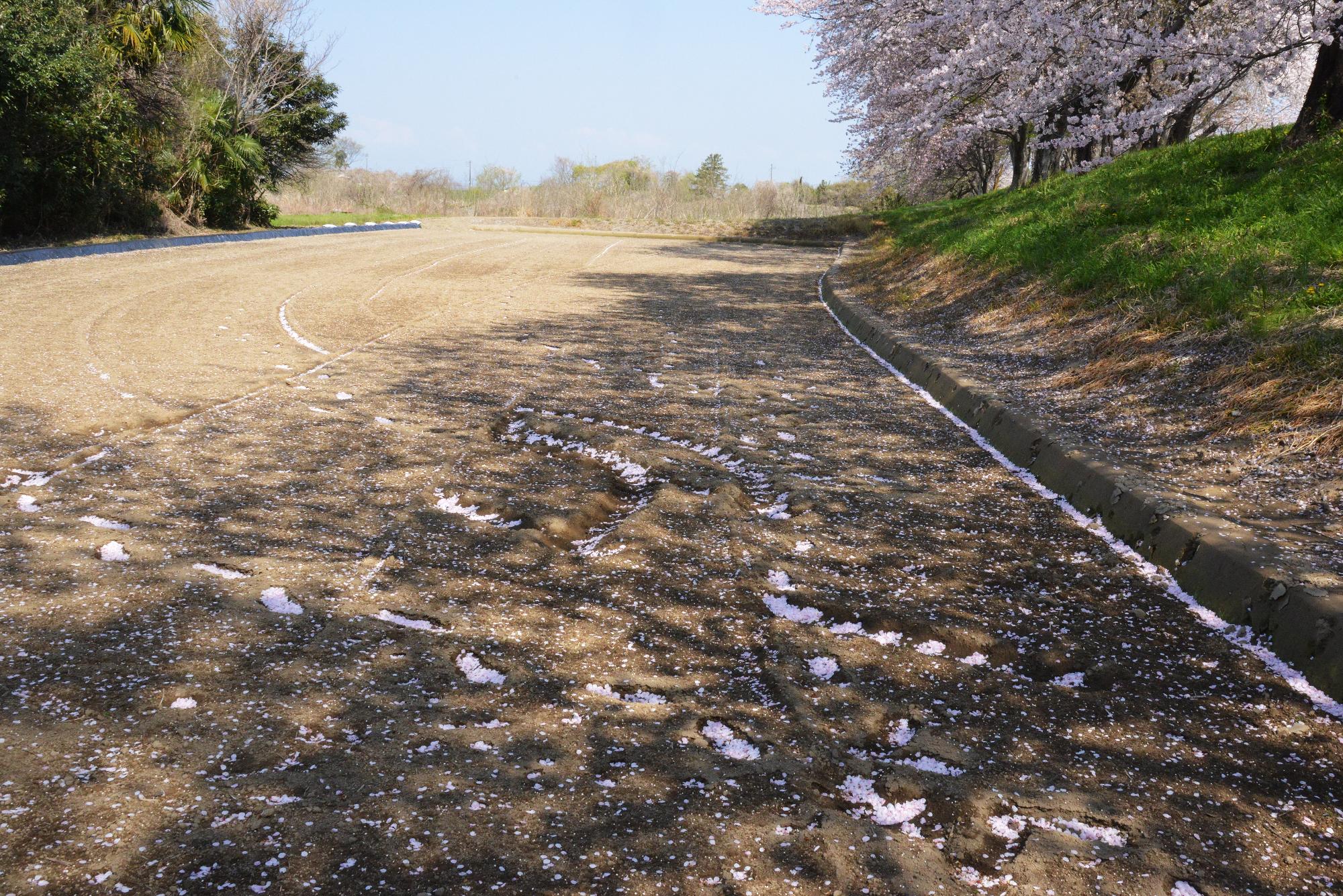田んぼを肥やす桜の花びら