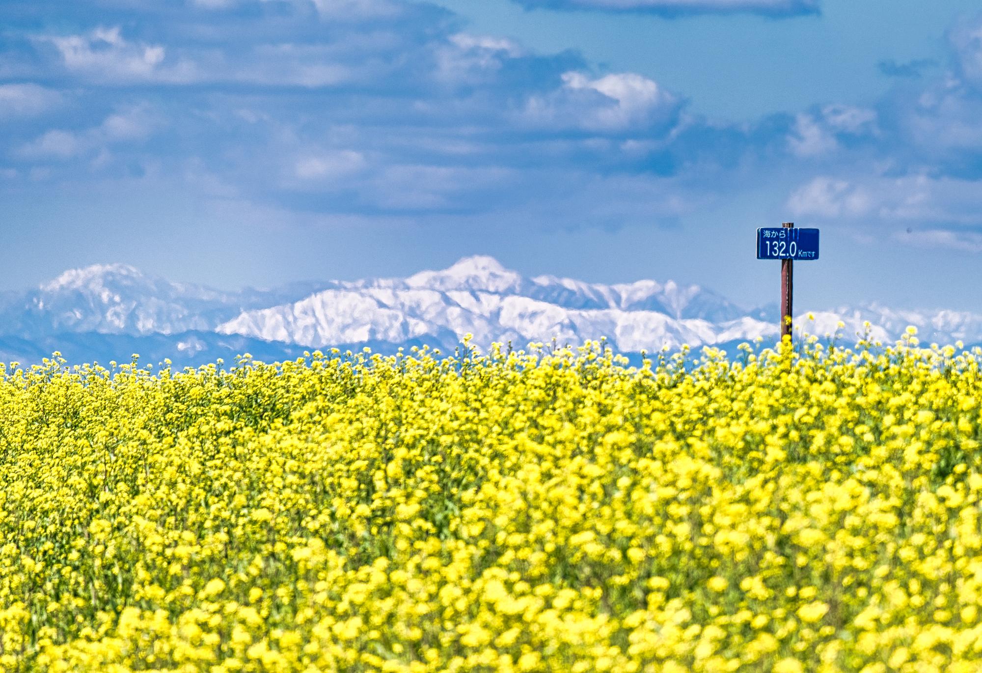 菜の花と雪山