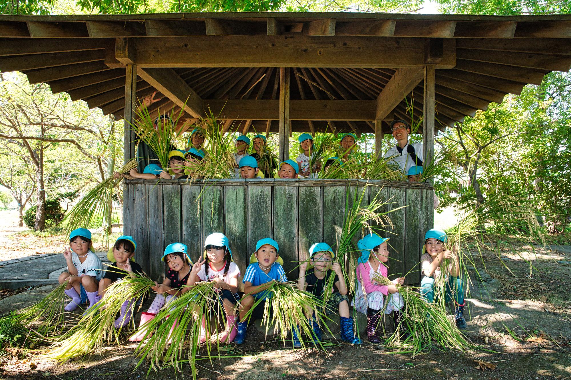 北川辺Kidsの稲刈り体験