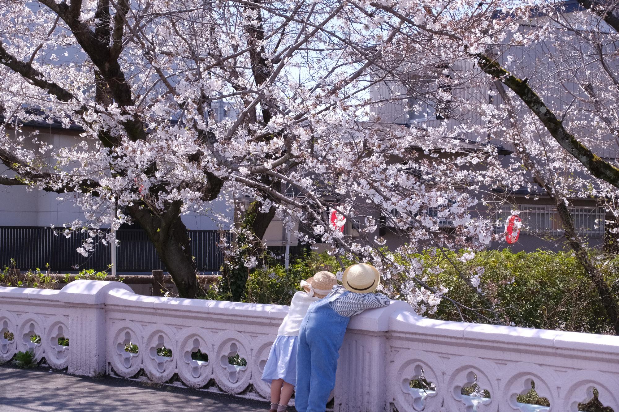 微笑ましいお花見