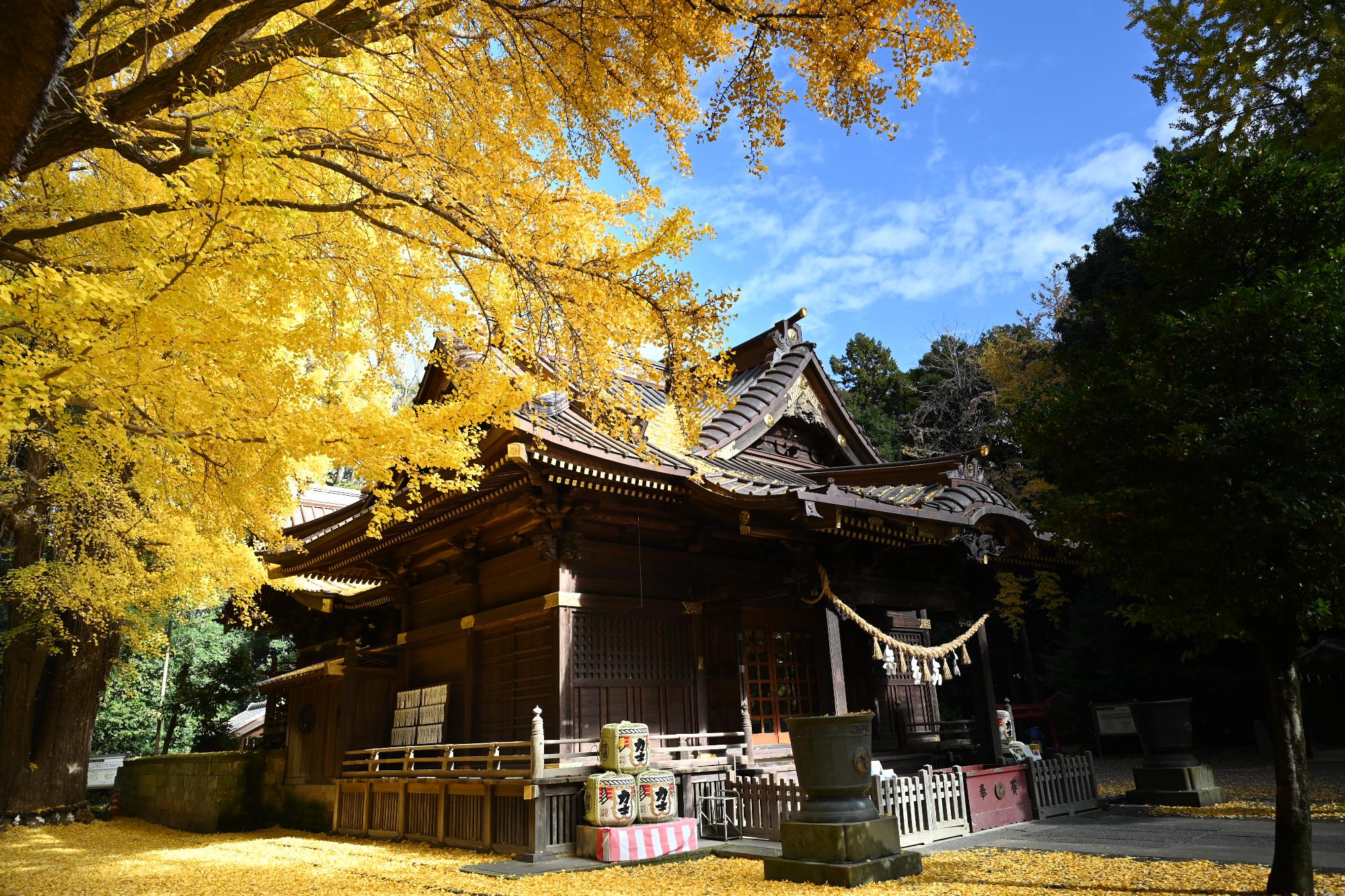 大銀杏と玉敷神社