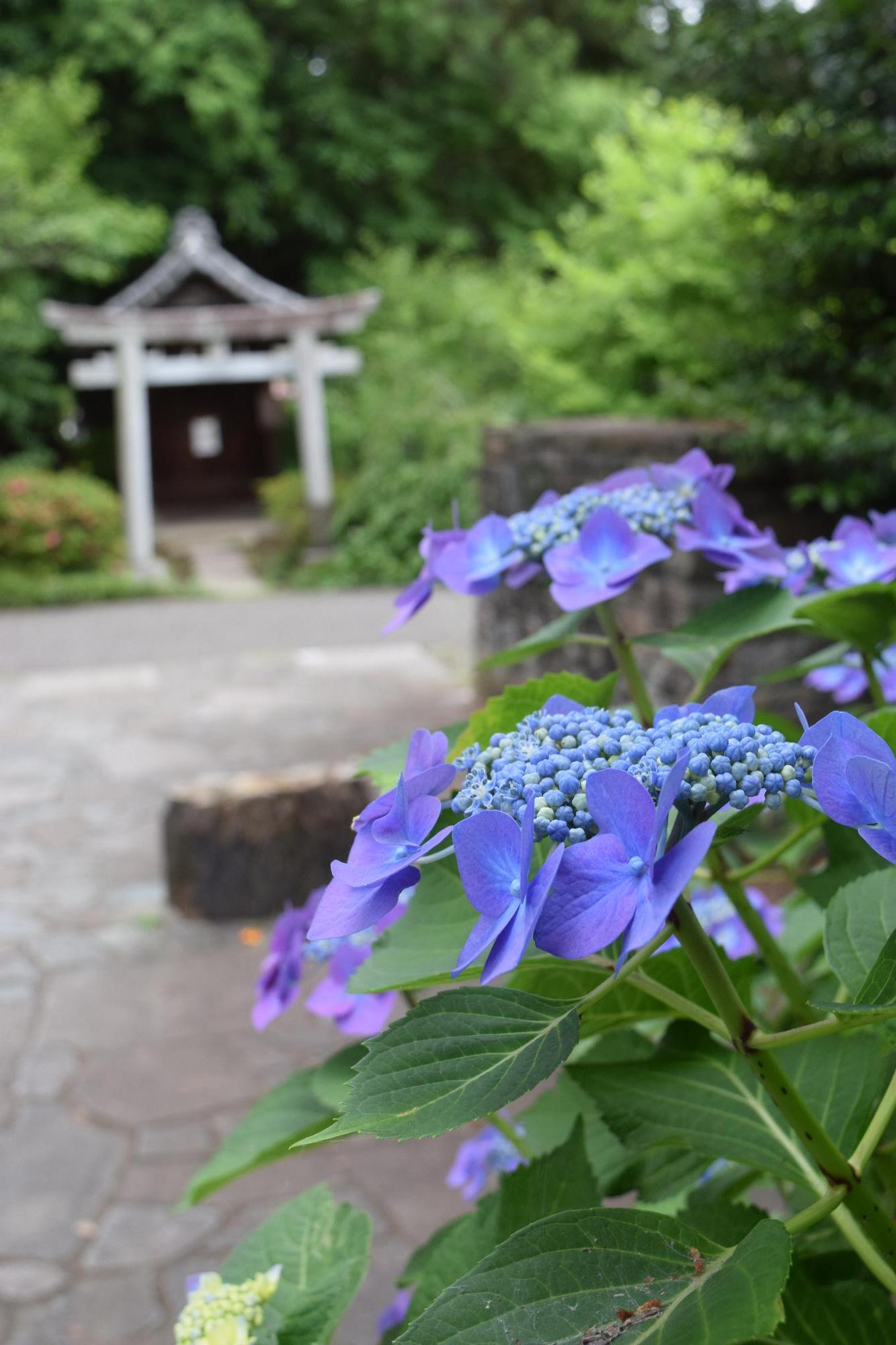 神社の紫陽花