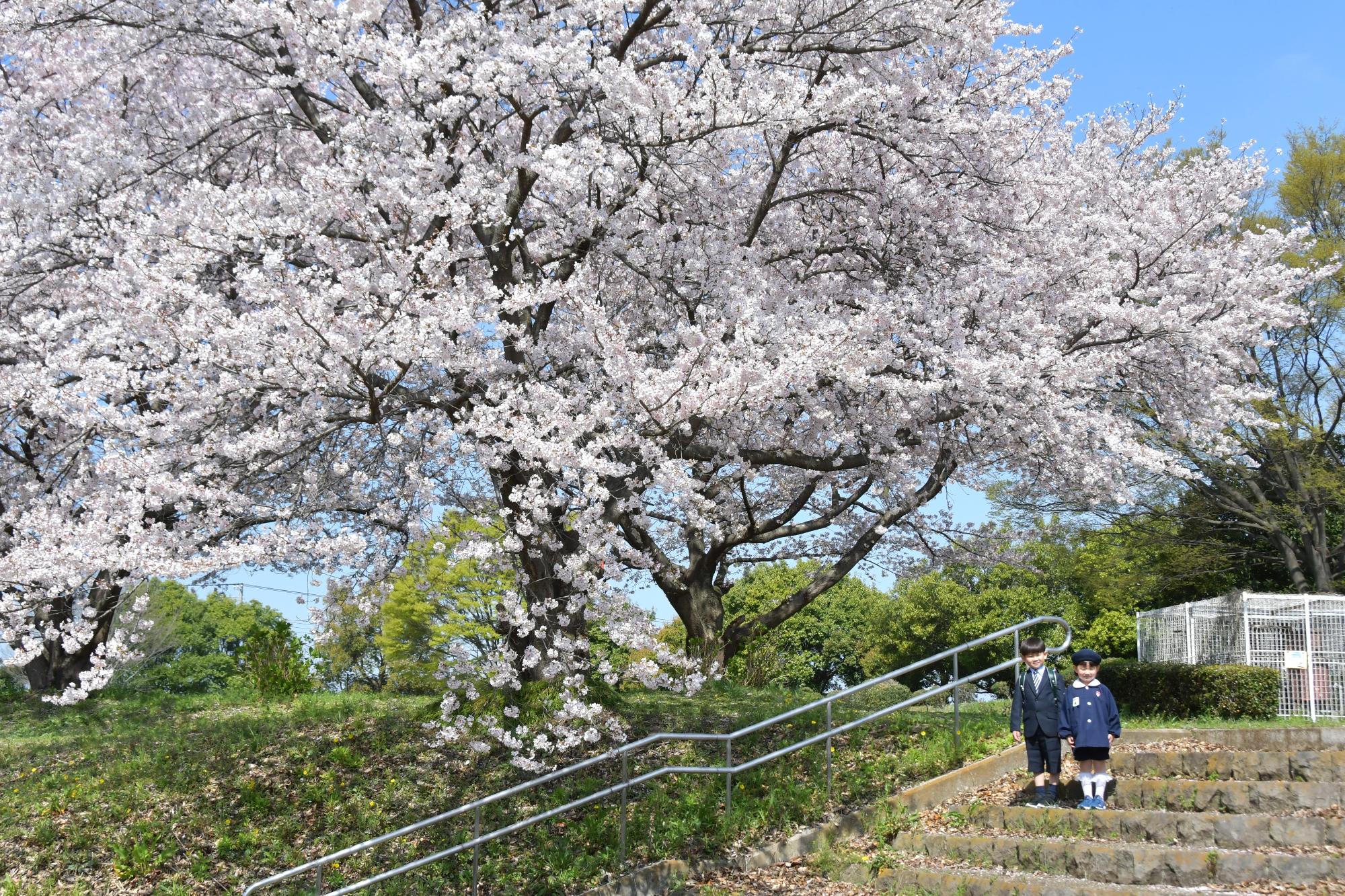 満開の桜と兄妹