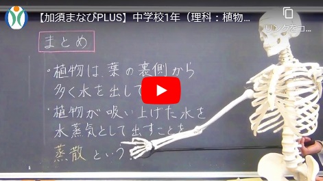 ▲中学校1年（理科：植物が水や養分を運ぶしくみ）