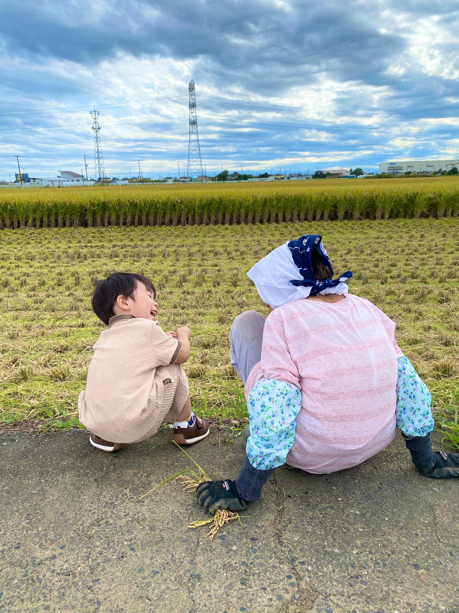 稲刈り ひいばあちゃんと