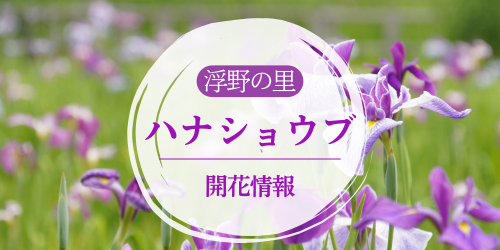 浮野の里ハナショウブ開花状況