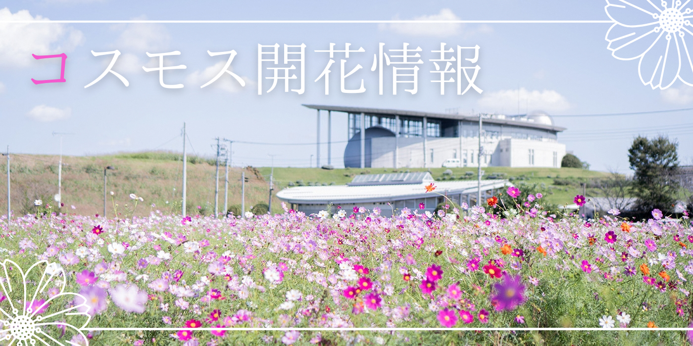 コスモス開花状況