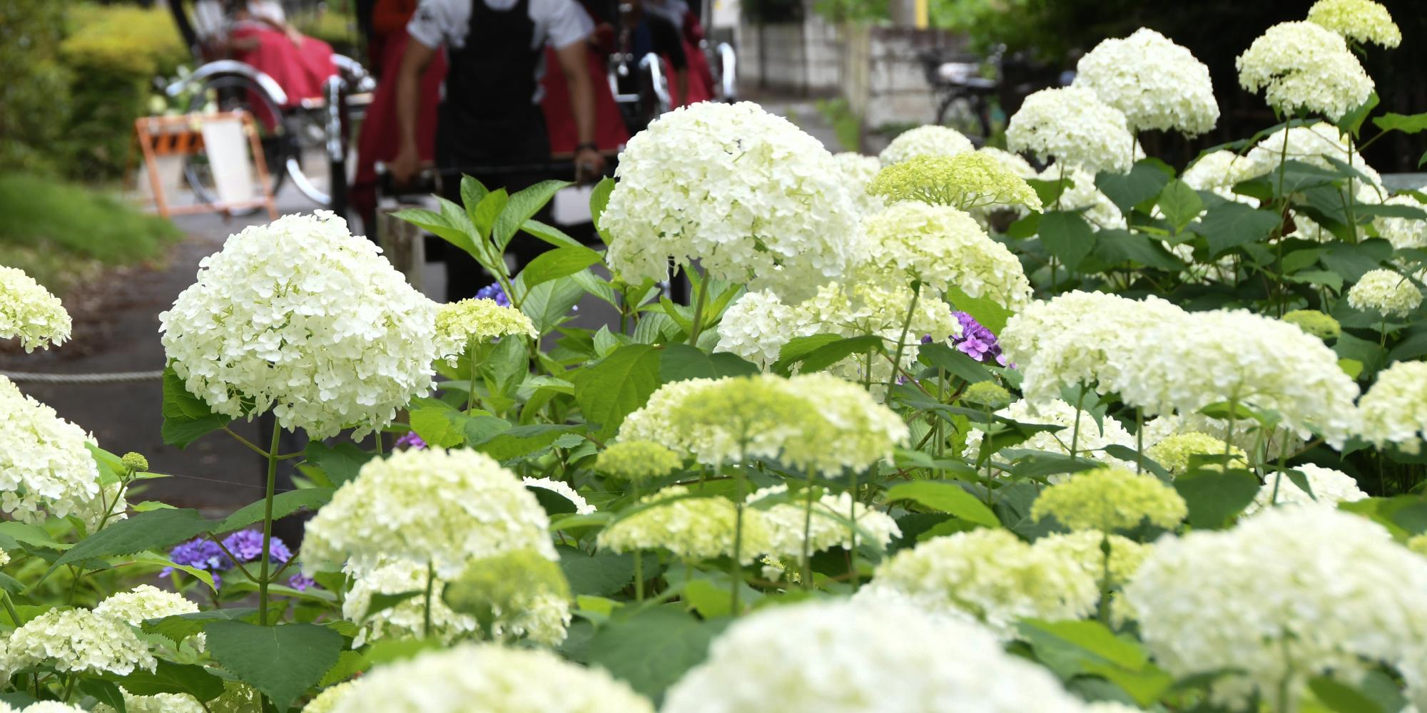 あじさいの開花状況