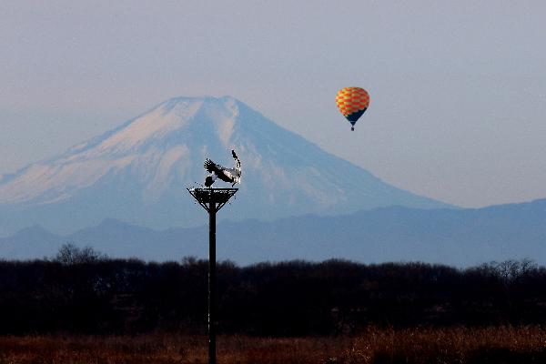 コウノトリの営巣