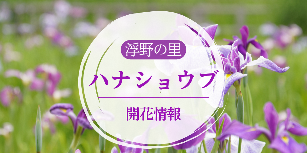 ハナショウブの開花状況