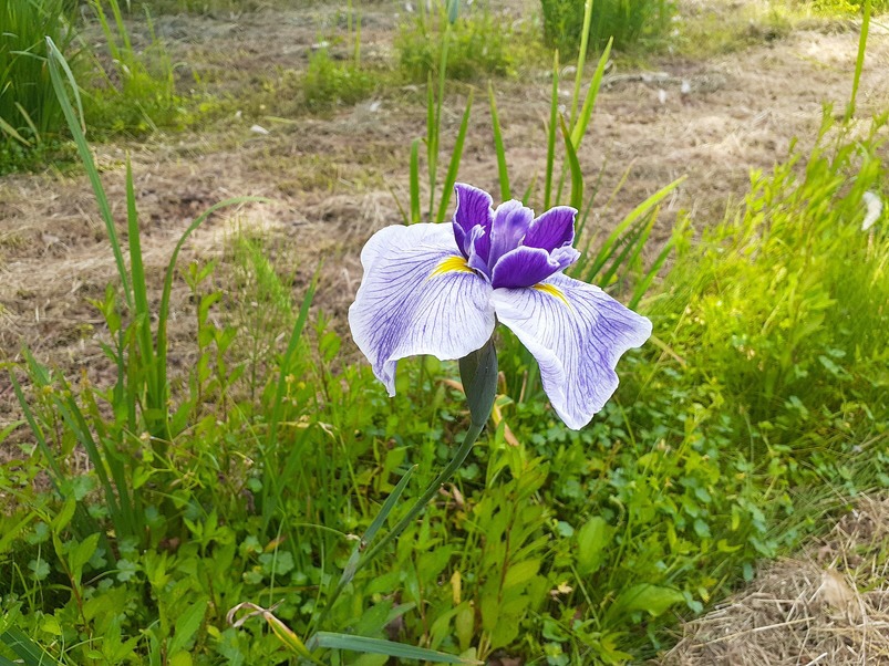 6月1日のハナショウブ