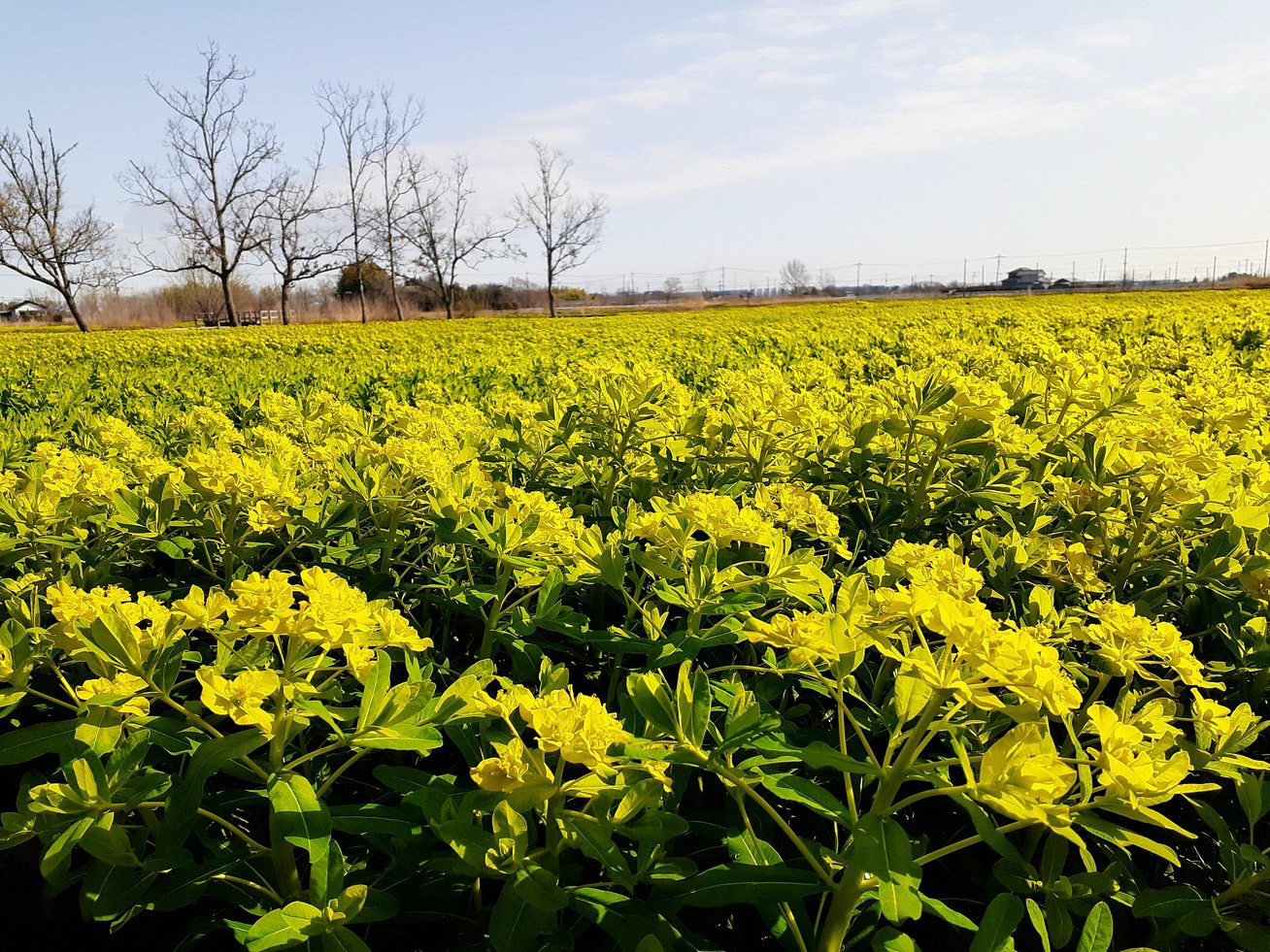 3月27日ノウルシ開花状況2