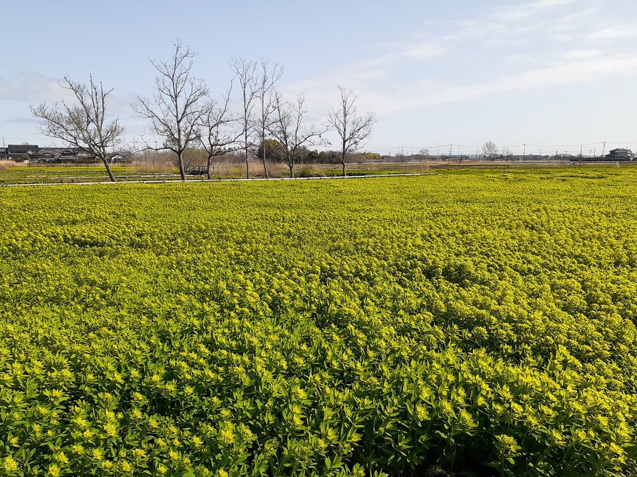 3月27日ノウルシ開花状況1