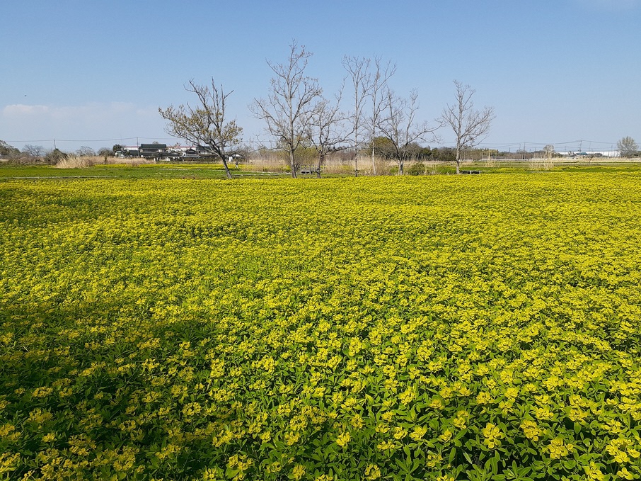 4月3日ノウルシ開花状況1
