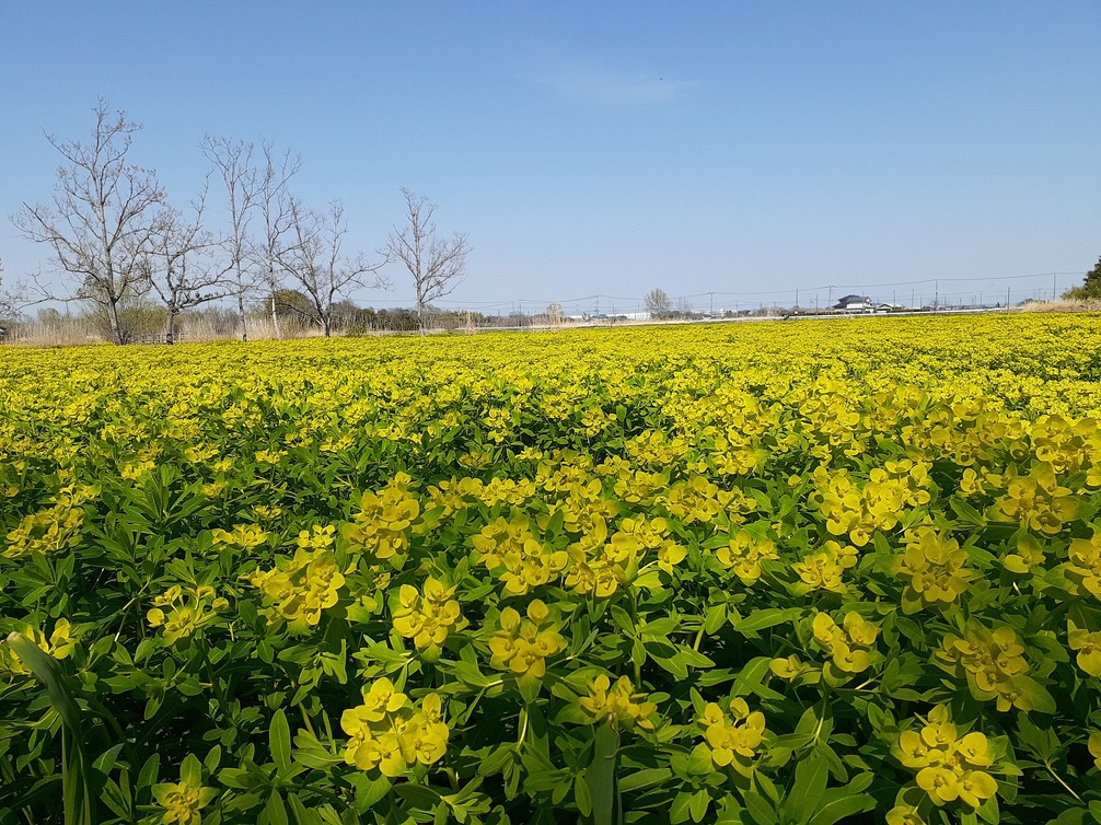 4月3日ノウルシ開花状況2