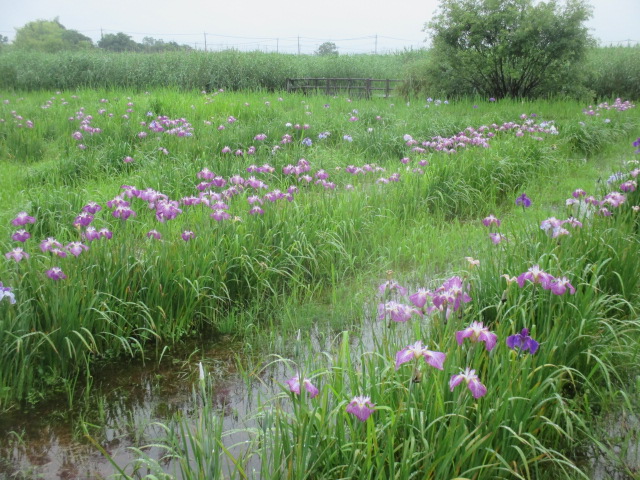 令和7年6月11日（水曜日）撮影ハナショウブ