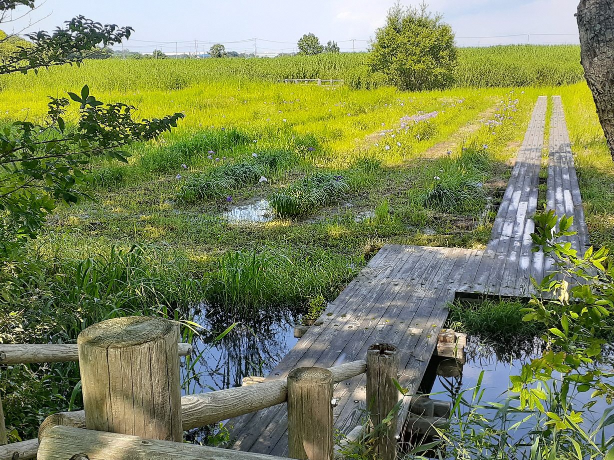 令和8年6月12日（金曜日）ハナショウブ2
