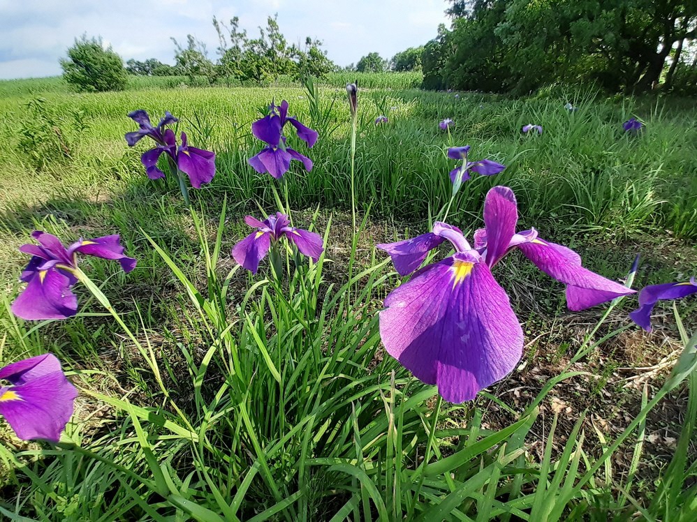 令和8年6月12日（金曜日）ハナショウブ3