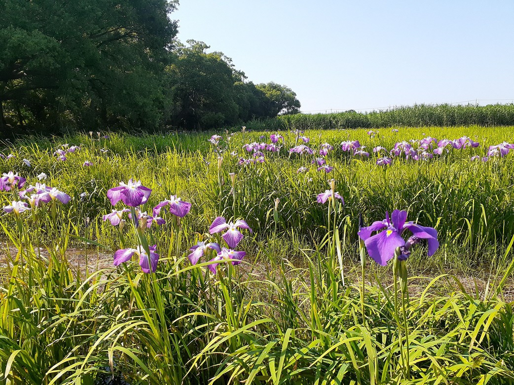 令和8年6月12日（金曜日）ハナショウブ1