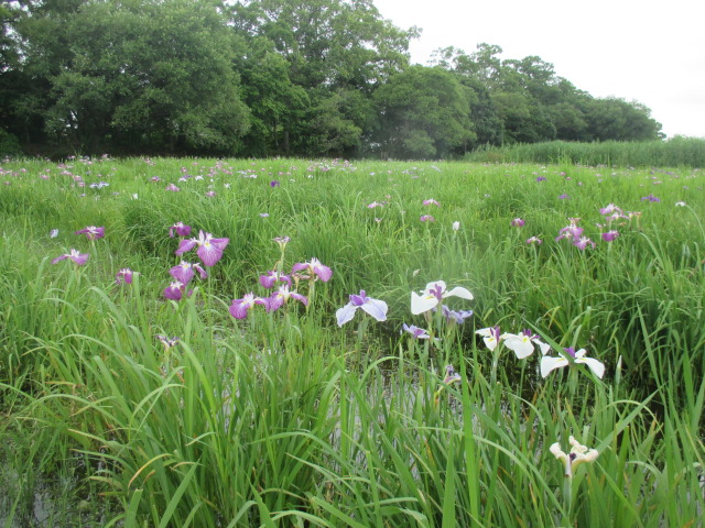 令和7年6月13日（金曜日）ハナショウブ