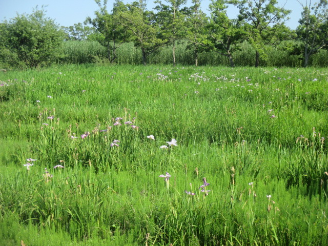 令和7年6月19日（木曜日）ハナショウブ