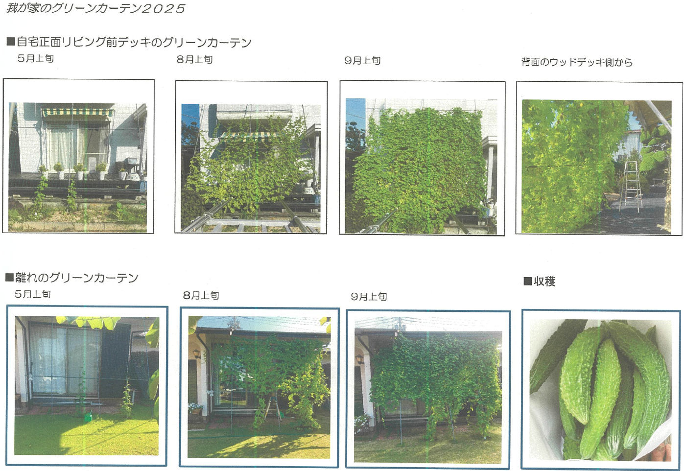 角田様グリーンカーテン写真