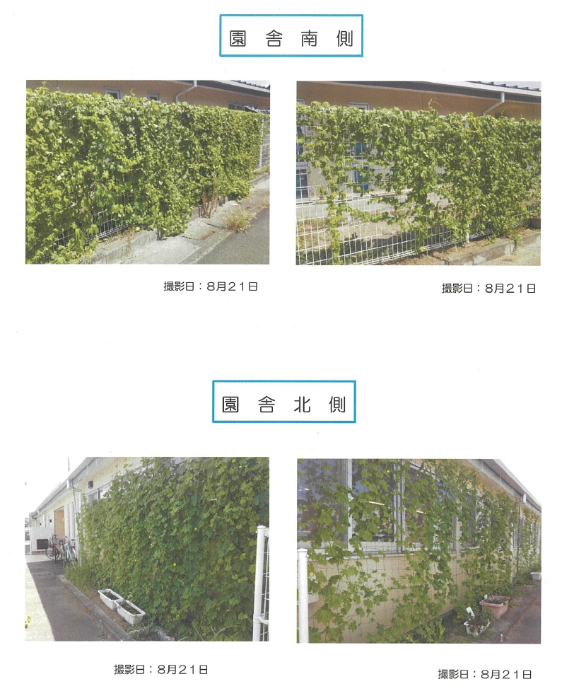 こすもす保育園様グリーンカーテン写真