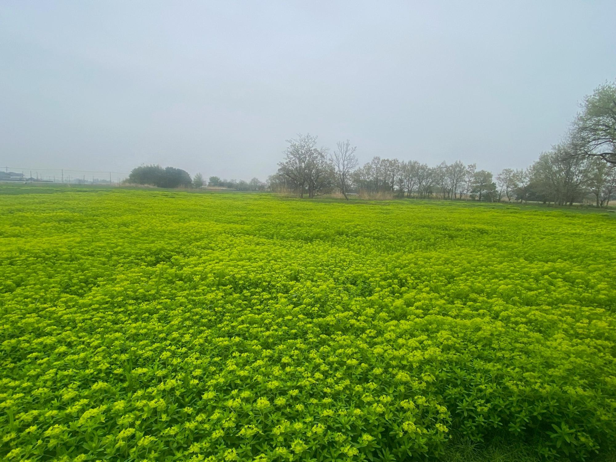 4月7日ノウルシ開花状況1